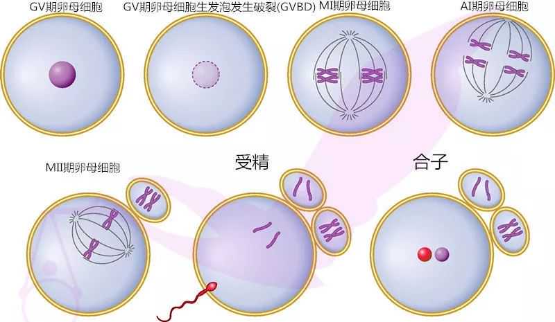 北京助孕的机构有哪些公司,北京第三代试管婴儿双胞胎去哪里做？LOV生殖可以